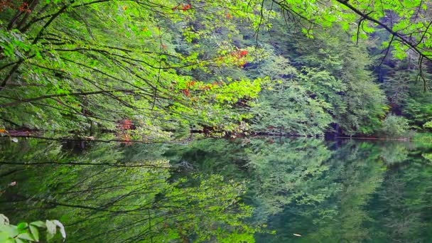 Lake in summer time. Beautiful lake Ambil in Shabran, Azerbaijan. Early morning at lake. Beautiful lake in forest. Calm lake surrounded by forest. Lake in spring time. — 图库视频影像