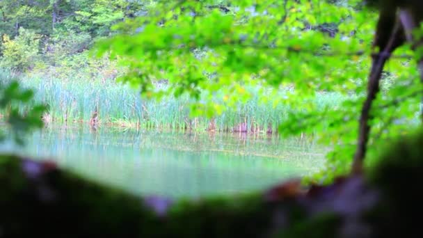 Lake in summer time. Beautiful lake Ambil in Shabran, Azerbaijan. Early morning at lake. Beautiful lake in forest. Calm lake surrounded by forest. Lake in spring time. — Stock Video