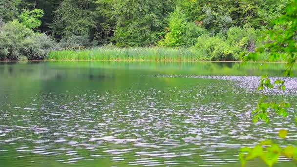 Lac en été. Beau lac Ambil à Shabran, Azerbaïdjan. Tôt le matin au lac. Beau lac en forêt. Lac calme entouré par la forêt. Lac au printemps .
