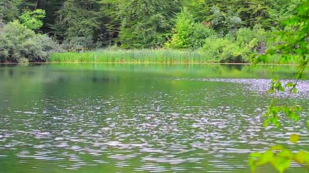 Lacul în timpul verii. Frumosul lac Ambil din Shabran, Azerbaidjan. Dimineaţa devreme la lac. Frumos lac în pădure. Lacul liniștit înconjurat de pădure. Lacul în primăvară . — Videoclip de stoc