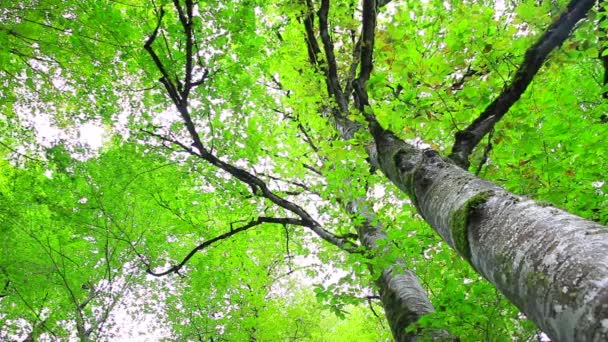 Forest trees. nature green wood sunlight backgrounds. High-angle view looking up to the sky between giant redwood trees in a national park — Stock Video