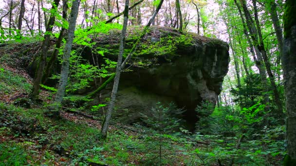 Arbre au printemps avec grosse roche avec mousse. Boulder couvert de mousse géante dans la forêt — Video