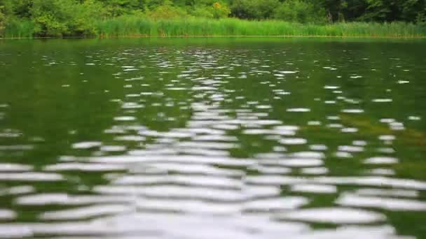 Lago en verano. Hermoso lago Ambil en Shabran, Azerbaiyán. Temprano en el lago. Hermoso lago en el bosque. Lago tranquilo rodeado de bosque. Lago en primavera . — Vídeos de Stock