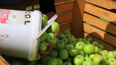 Elma sandıkları bir meyve bahçesinde elma toplama Çiftçi hasat sonra