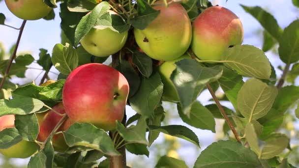 Heerlijke appels met blauwe lucht op de achtergrond. Oogst appels. — Stockvideo