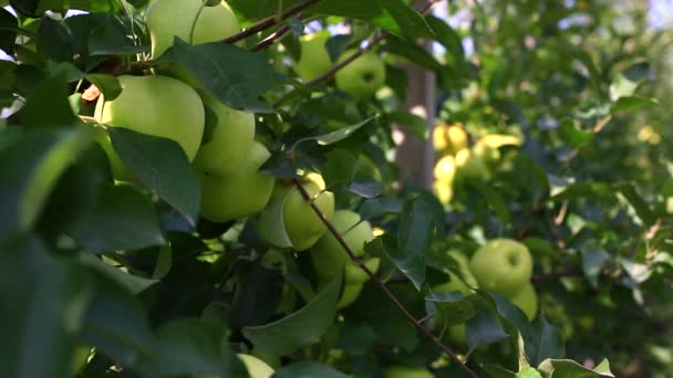 Νόστιμα μήλα με το γαλάζιο του ουρανού στο βάθος. Συγκομιδή μήλα. — Αρχείο Βίντεο