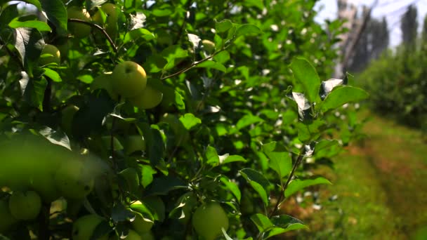 Manzano con manzanas rojas y caja de anidación. flor de jardín de manzana — Vídeos de Stock