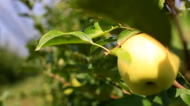 Νόστιμα μήλα με το γαλάζιο του ουρανού στο βάθος. Συγκομιδή μήλα. — Αρχείο Βίντεο