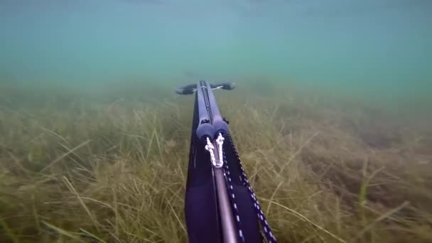 Человек плавает и ловит копье в Средиземном море. Свободный подводный подводный рыбак, управляющий подводным ружьем во время погружения на поверхность. Прохожу через хардкор-водоросли и вижу траву. Со звуком . — стоковое видео