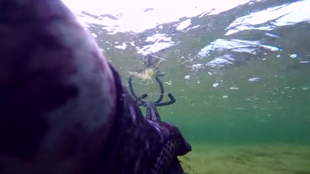 Orang berenang dan menombak ikan di laut mediterrain. Spearfisher menyelam bebas menangani spearfisher sambil menyelam ke permukaan. Pergi Melalui Hardcore Algae dan Lihat Rumput. Dengan suara . — Stok Video