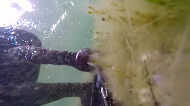 Man simning och spjut fiske i mediterrain havet. Gratis dykning spearfisher hantering av intakt medan dykning mot ytan. Att gå igenom Hardcore alger och se gräs. Med ljud. — Stockvideo