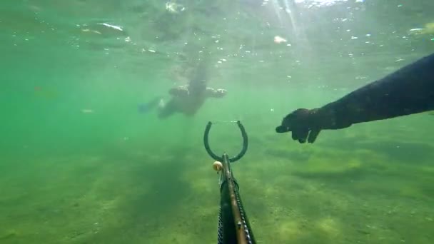 男が泳いで、メディテイン海で槍釣りをする。表面に向かってダイビングしながら、スピアガンを扱う無料のダイビングスピアフィッシャー。ハードコア藻類を通過し、草を参照してください。音付き. — ストック動画