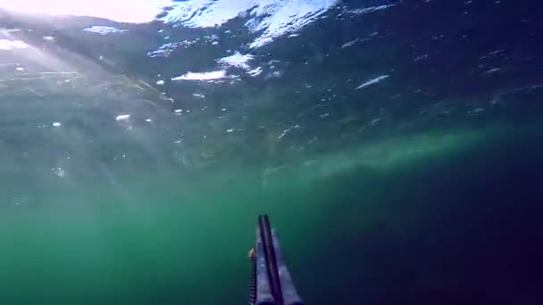 Männerschwimmen und Speerfischen im Mittelmeer. Freitaucher-Speerfischer, der die Speerspitze bedient, während er zur Oberfläche taucht. Wir gehen durch Algen und sehen Gras. mit Ton. — Stockvideo