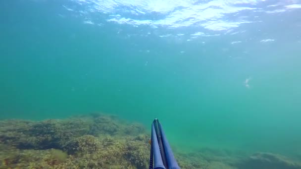 Людина плавання і підводного полювання в mediterrain море. Безкоштовні дайвінг підводного полювання на зброю в той час як дайвінг до поверхні. Переживає хардкор водоростей і побачити траву. Зі звуком. — стокове відео
