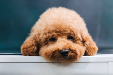 Mavi arka planda küçük kırmızı bir kaniş beyaz bir yüzeyde uzanıyor. Yaklaş. Ön görünüm