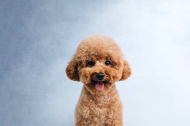 Gri arka planda dışarı fırlayan dili olan küçük kırmızı bir kaniş. Yaklaş. Ön görünüm