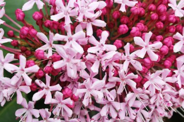 Bahçede çiçek tomurcukları ile pembe çiçekler