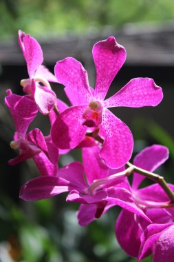 Güneş ışığı altında mor orkideler