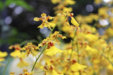 Güzel dans eden Bayan Orkide çiçeği bahçe