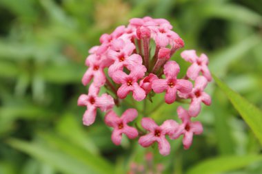 Pembe Panama gül çiçek