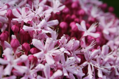 Bahçede çiçek tomurcukları ile pembe çiçekler