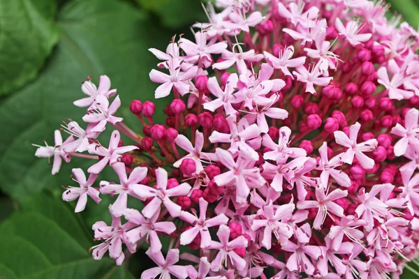 Bahçede çiçek tomurcukları ile pembe çiçekler