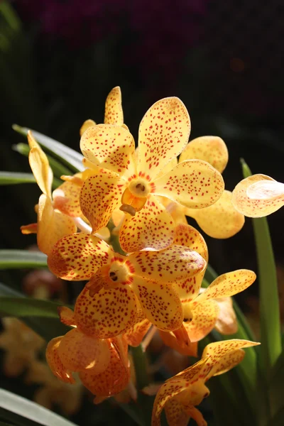 Singapur botanik bahçesinde güneş ışığı altında turuncu orkide