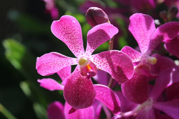 Orquídeas roxas sob a luz solar — Fotografia de Stock