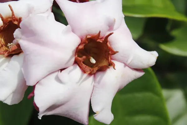 Pembe çiçekler çiçek bahçesinde