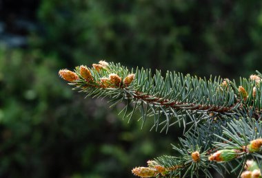 Yeşil arkaplanda Mavi Ladin şubesi