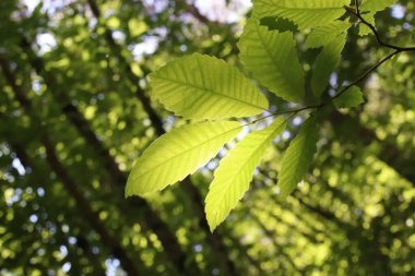 Bir güneş ışığı ormanı geçiyor.
