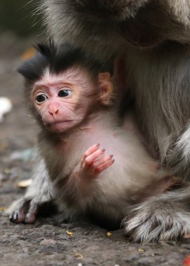Close-up of small monkey and his mother