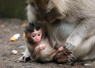Close-up of small monkey and his mother