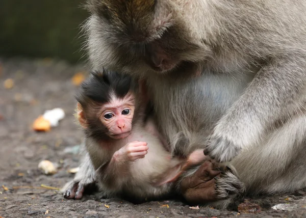 Close-up of small monkey and his mother — Stockfoto