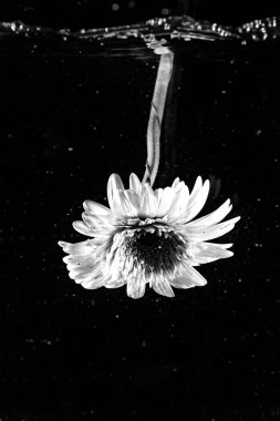 Su koyu arka plan karşı çiçek