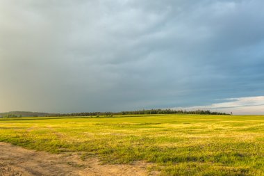 Arka plan mavi gökyüzü ile sarı kolza tohumu alanlarında
