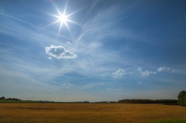 Ön plan ve akşam s çim ile huzurlu doğa sahne