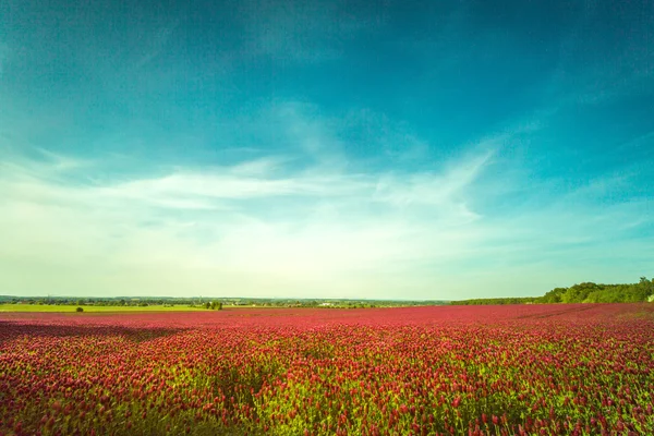 Red clover fields against blue sky