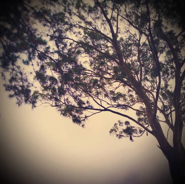 Ormanda ilham verici bir an.