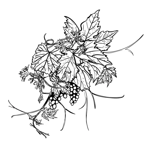Czarno-biały rysunek z winogron — Zdjęcie stockowe