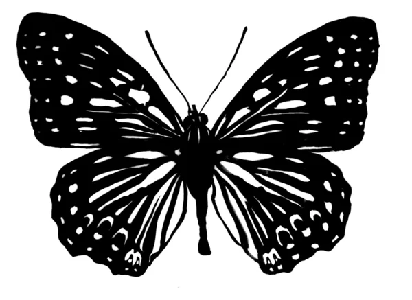검은 나비 — 스톡 사진