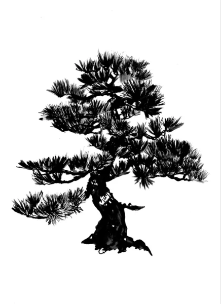 Pinho-bonsai — Fotografia de Stock
