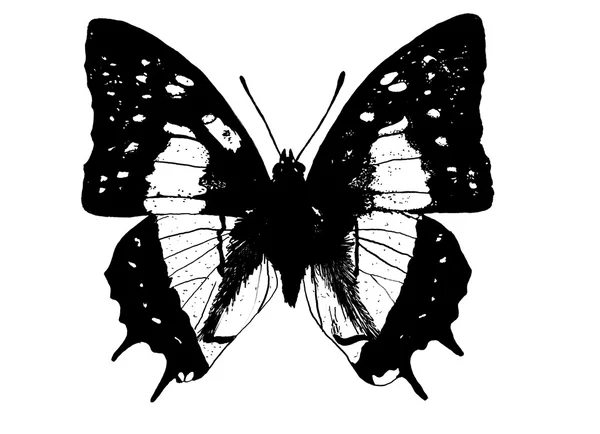Zwart-wit tekening van de vlinder Stockfoto
