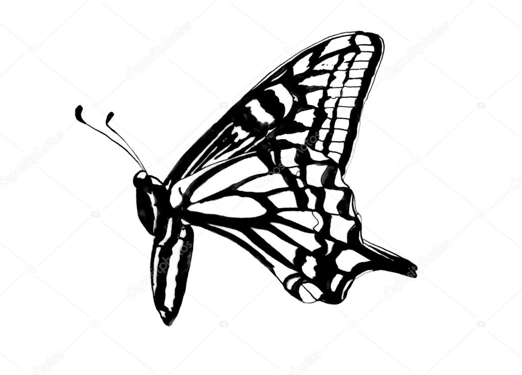 Black And White Butterfly Drawing Black And White Drawing Of The