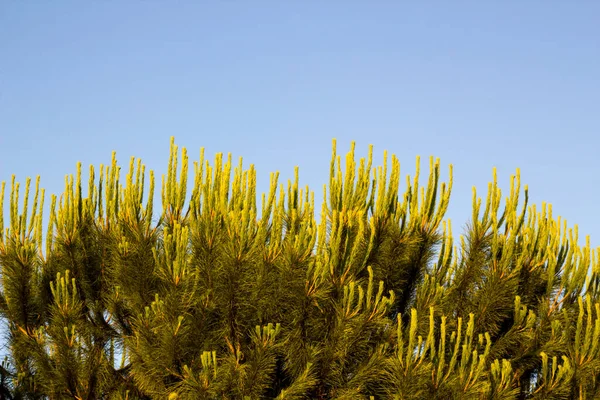 Mavi Gökyüzünde Yeşil Çam Ağacı Kopya Alanı Ile — Stok fotoğraf