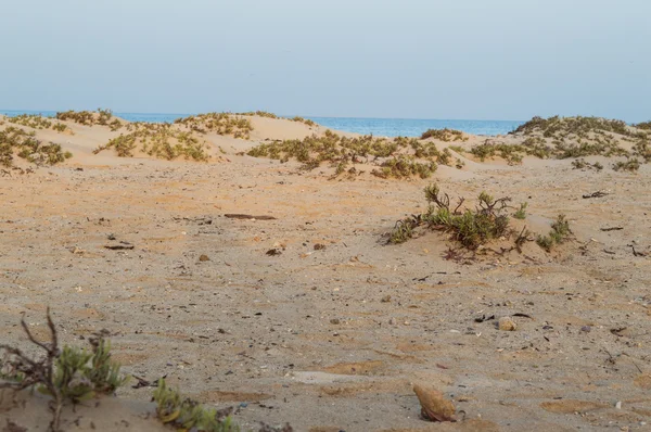 Shrubs in the pristine beaches — Stock Photo, Image