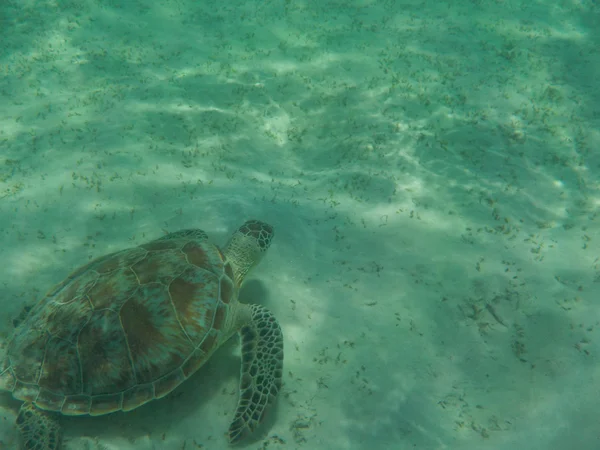 Tortuga que viene a usted bajo el agua — Foto de Stock