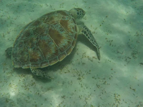 Żółw morski pływanie na dnie morza — Zdjęcie stockowe