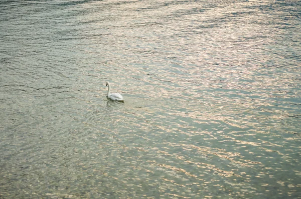 Beautiful swan in the lake — Stock Photo, Image