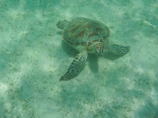 Snorkelen met schildpadden — Stockfoto